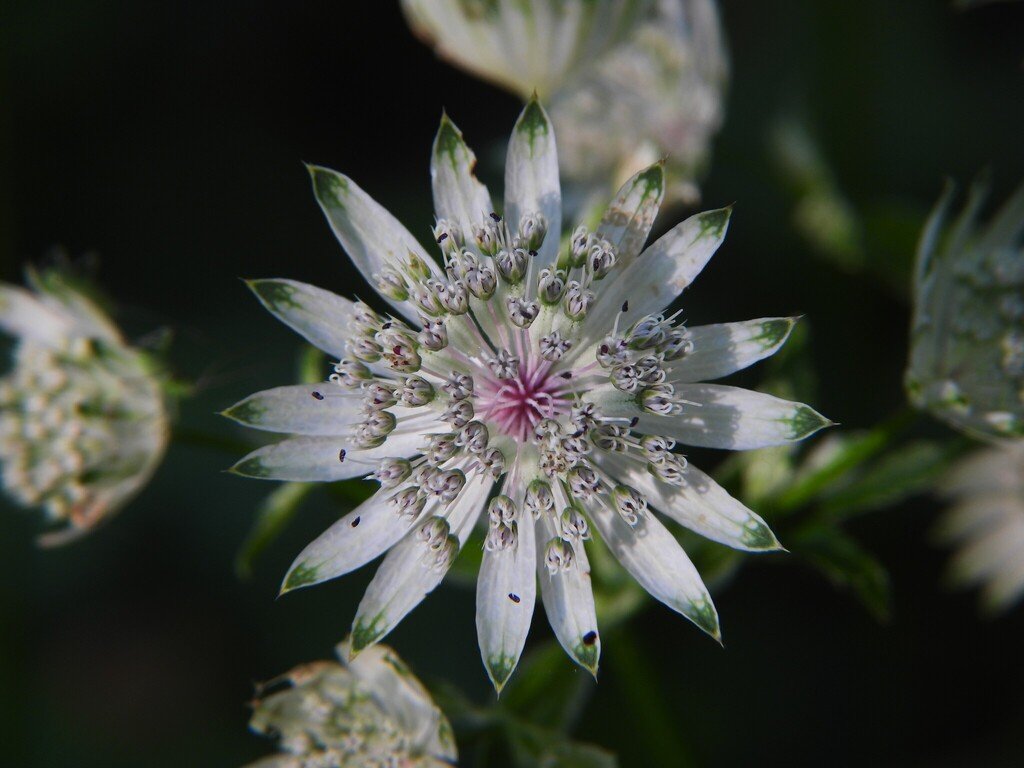 Astrantia major photograph 4