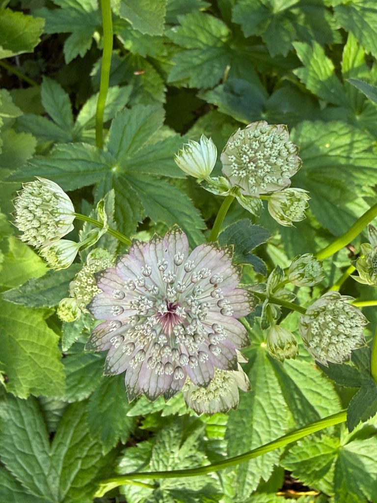 Astrantia major photograph 6