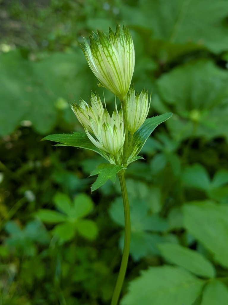 Astrantia major photograph 2
