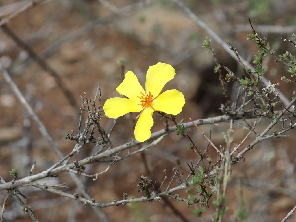 Balbisia peduncularis photograph 3