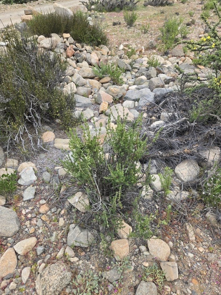 Balbisia peduncularis photograph 6