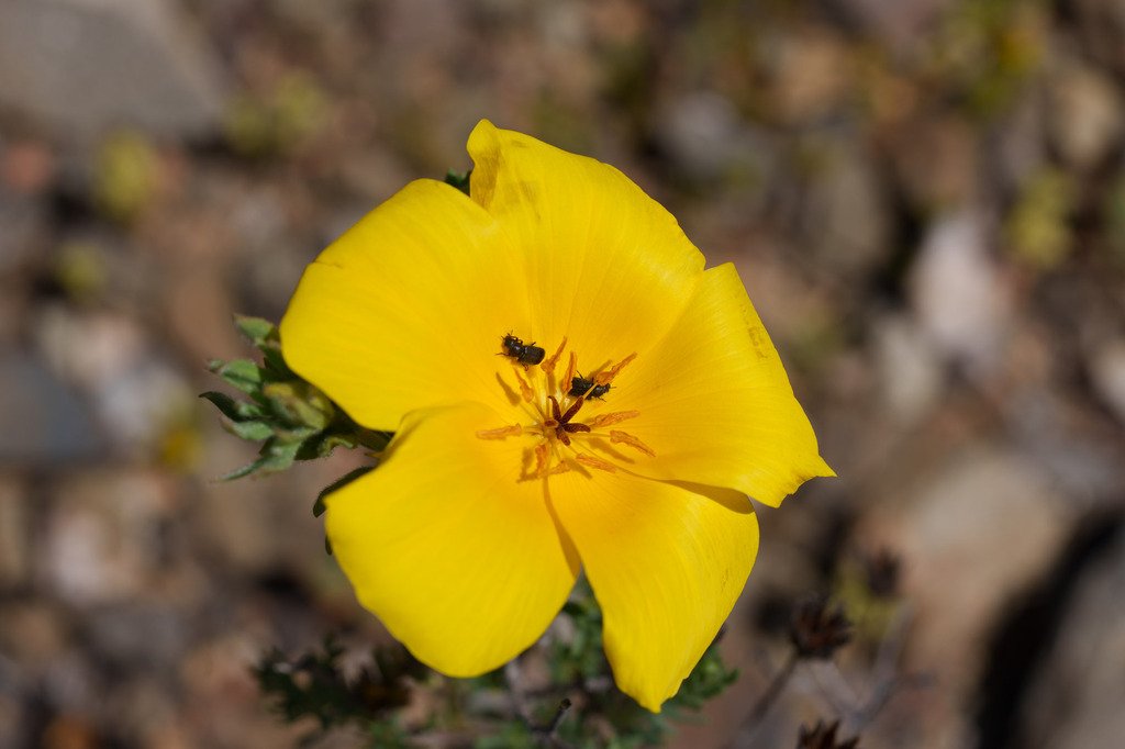Balbisia peduncularis