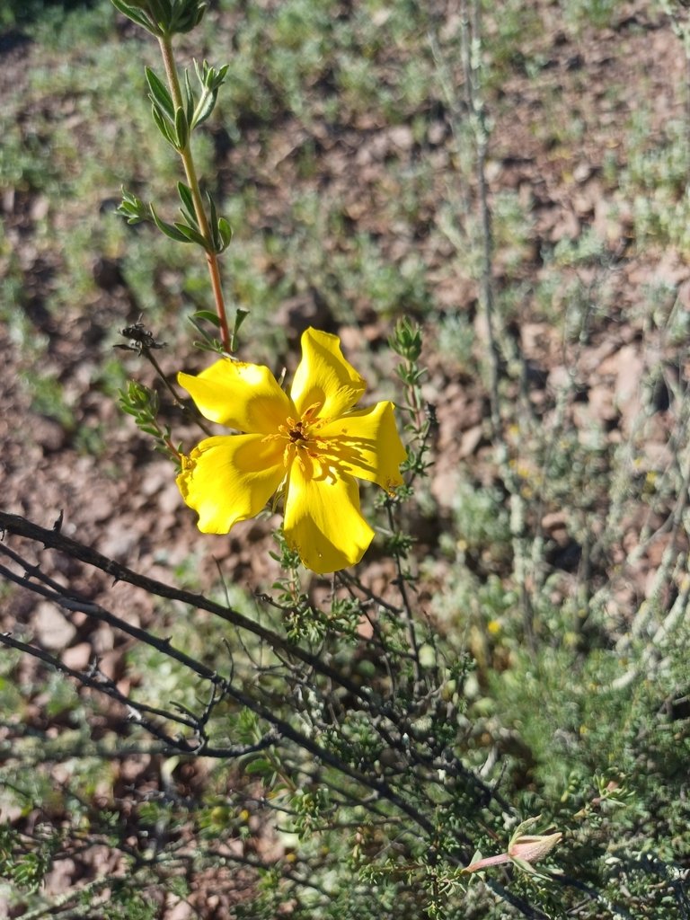 Balbisia peduncularis photograph 4