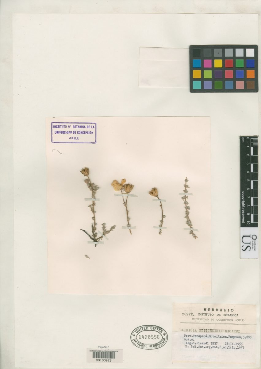 Balbisia stitchkinii photograph 3