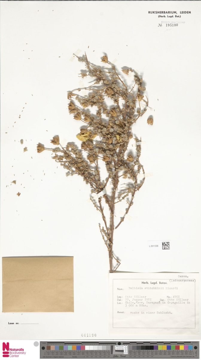 Balbisia stitchkinii