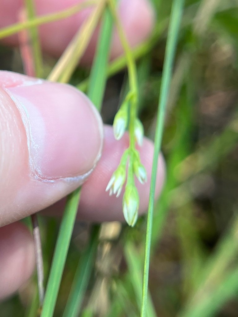 Bartonia paniculata photograph 5