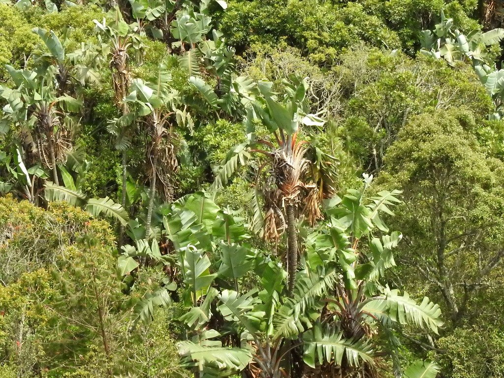 Strelitzia caudata photograph 4