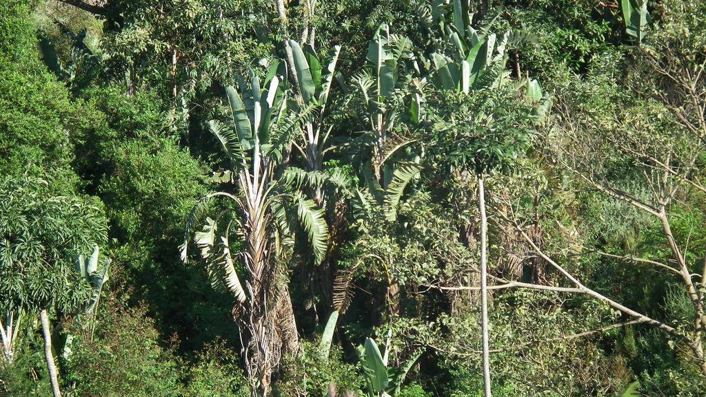 Strelitzia caudata photograph 6