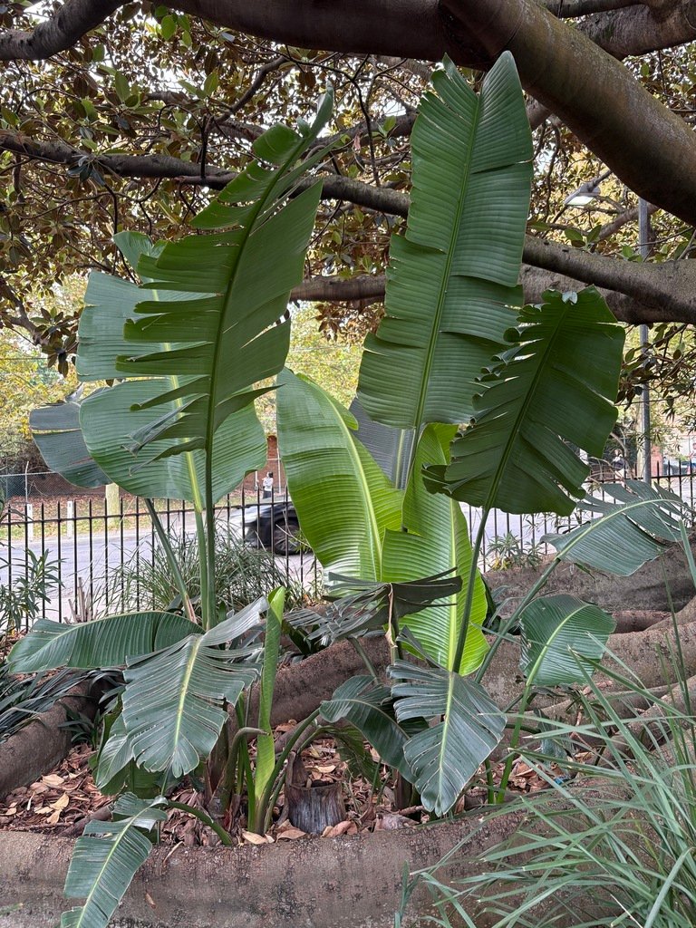 Strelitzia nicolai photograph 2
