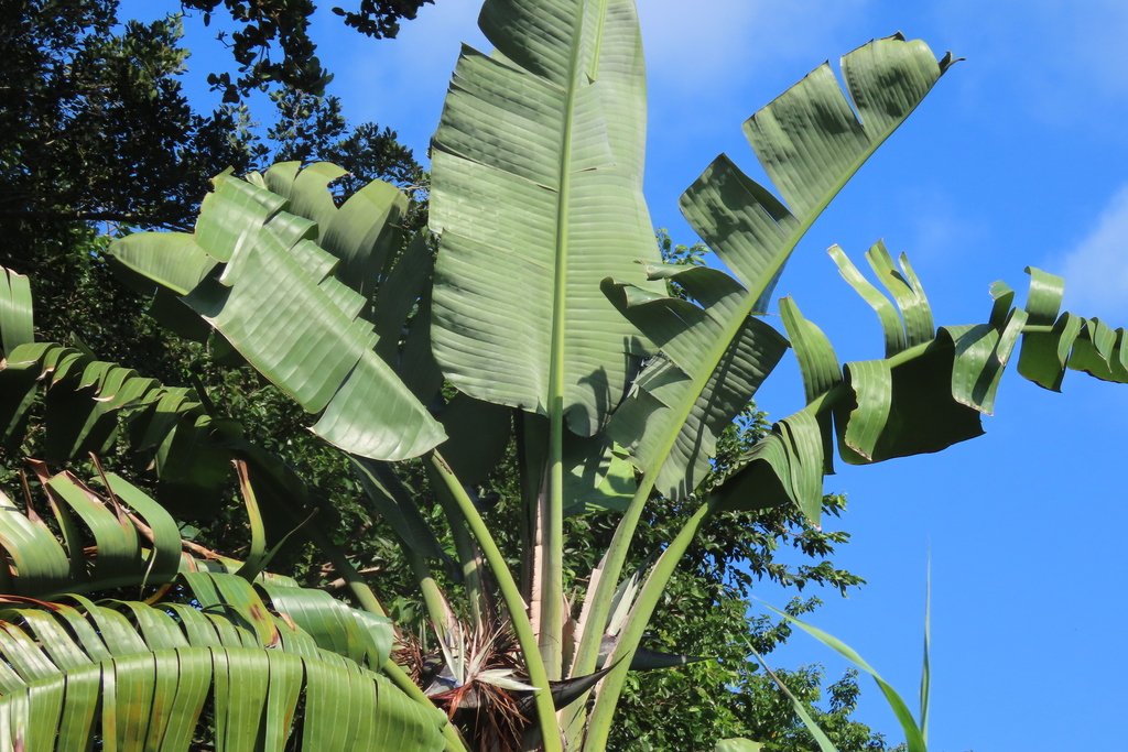 Strelitzia nicolai