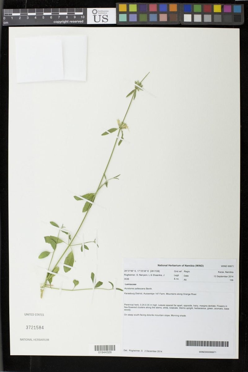 Acrotome pallescens photograph 4