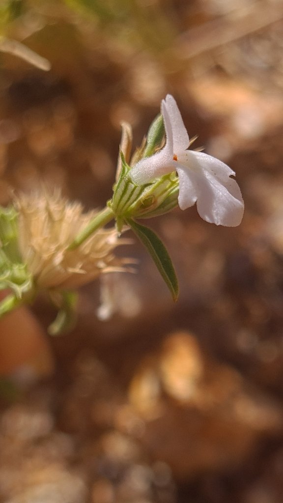 Acrotome pallescens photograph 3