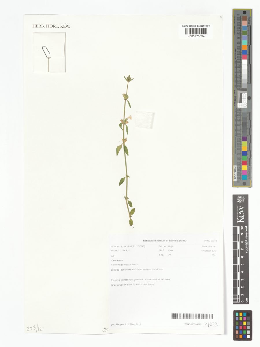 Acrotome pallescens photograph 6