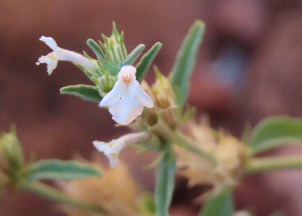 Acrotome pallescens photograph 2