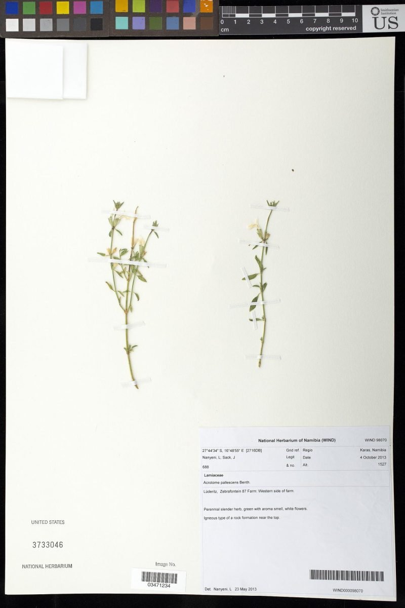 Acrotome pallescens photograph 5