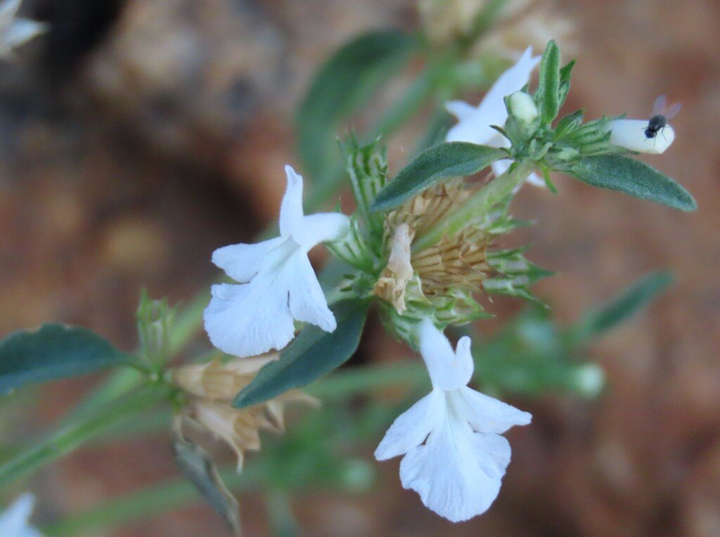 Acrotome pallescens