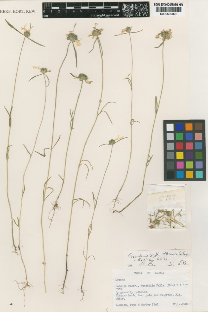 Acrotome tenuis photograph 2