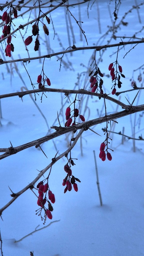 Berberis vulgaris photograph 3