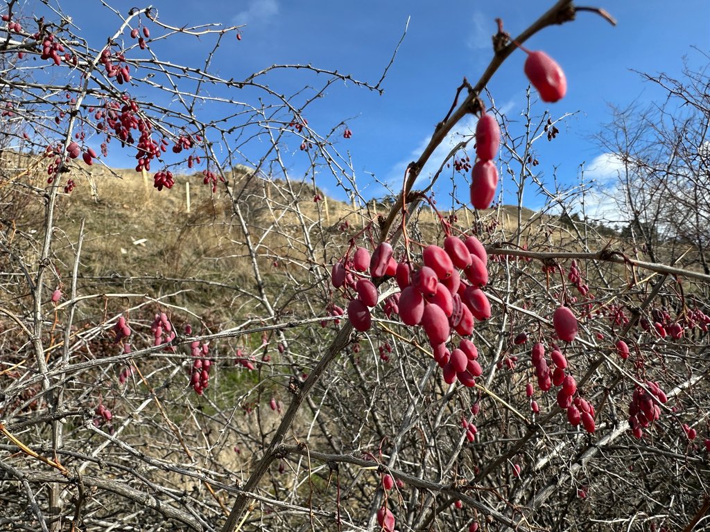 Berberis vulgaris photograph 6