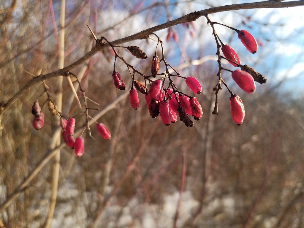 Berberis vulgaris