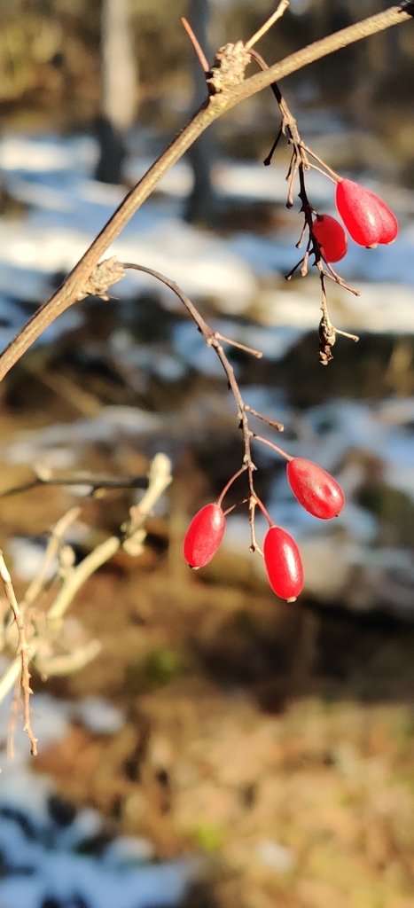 Berberis vulgaris photograph 4