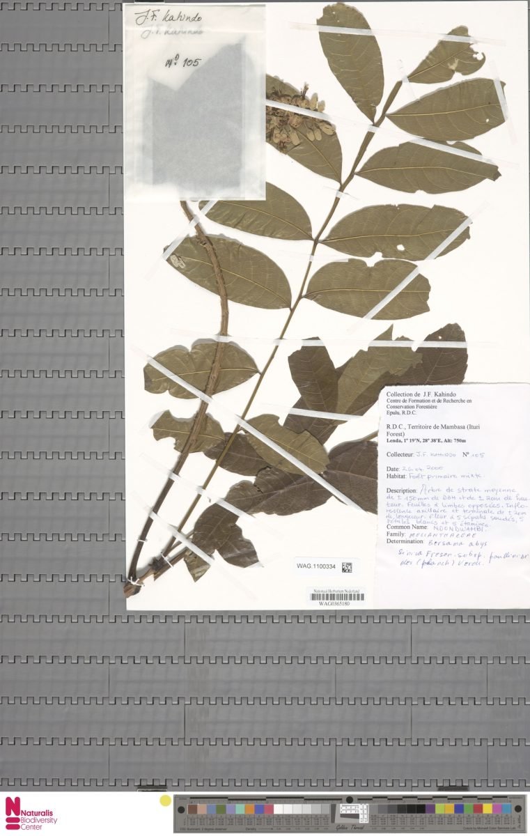 Bersama abyssinica subsp. paullinioides photograph 3