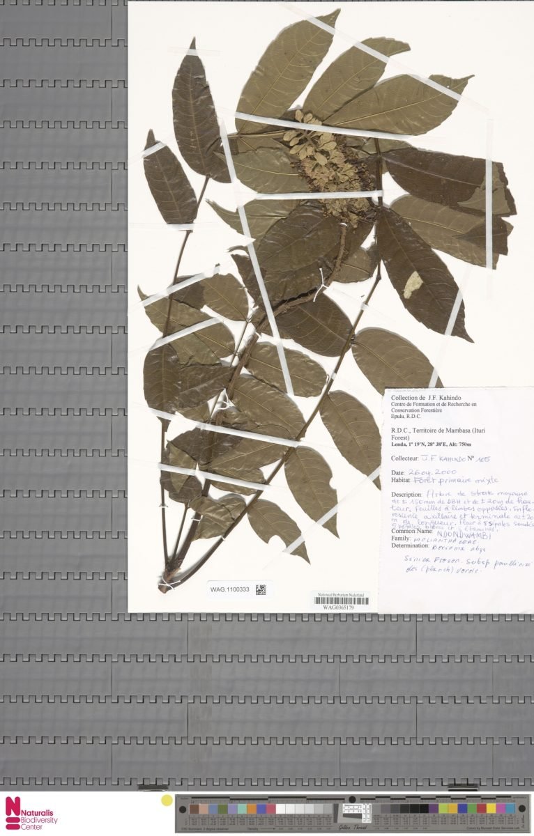 Bersama abyssinica subsp. paullinioides photograph 4
