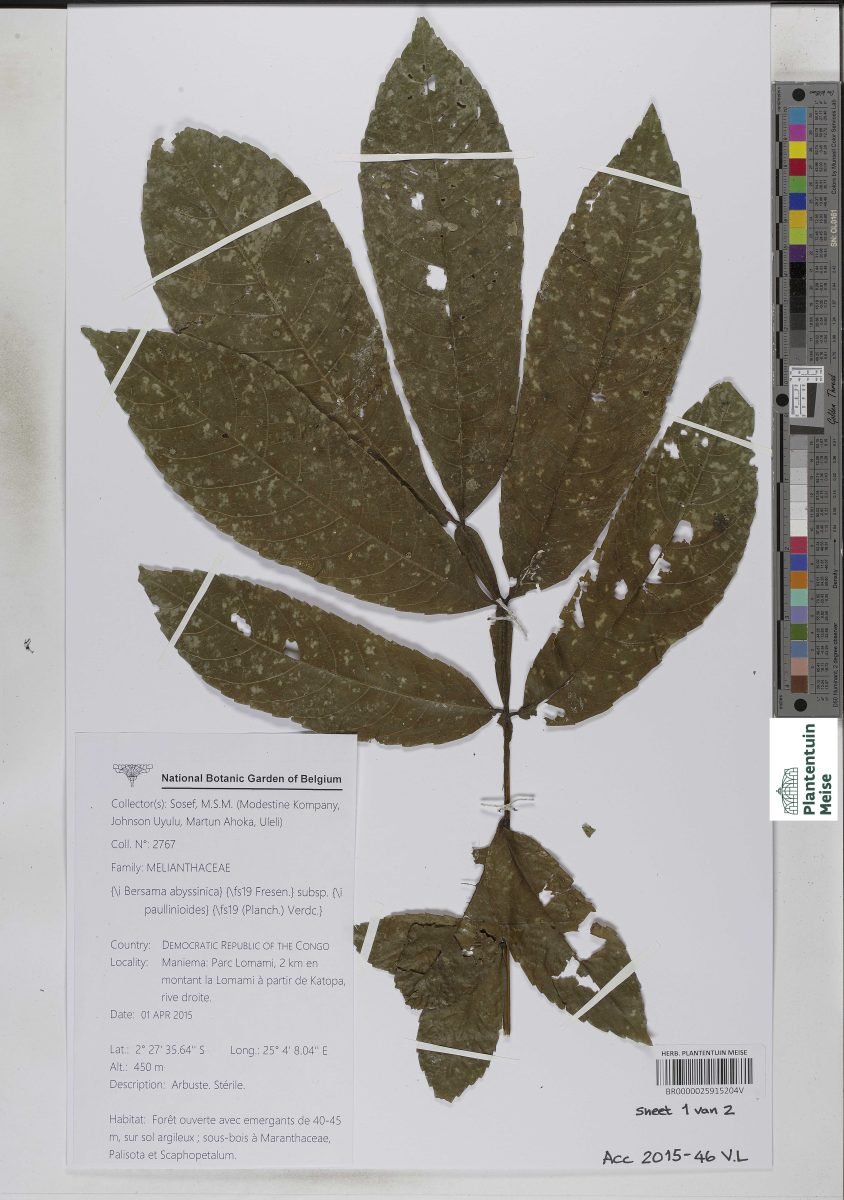 Bersama abyssinica subsp. paullinioides