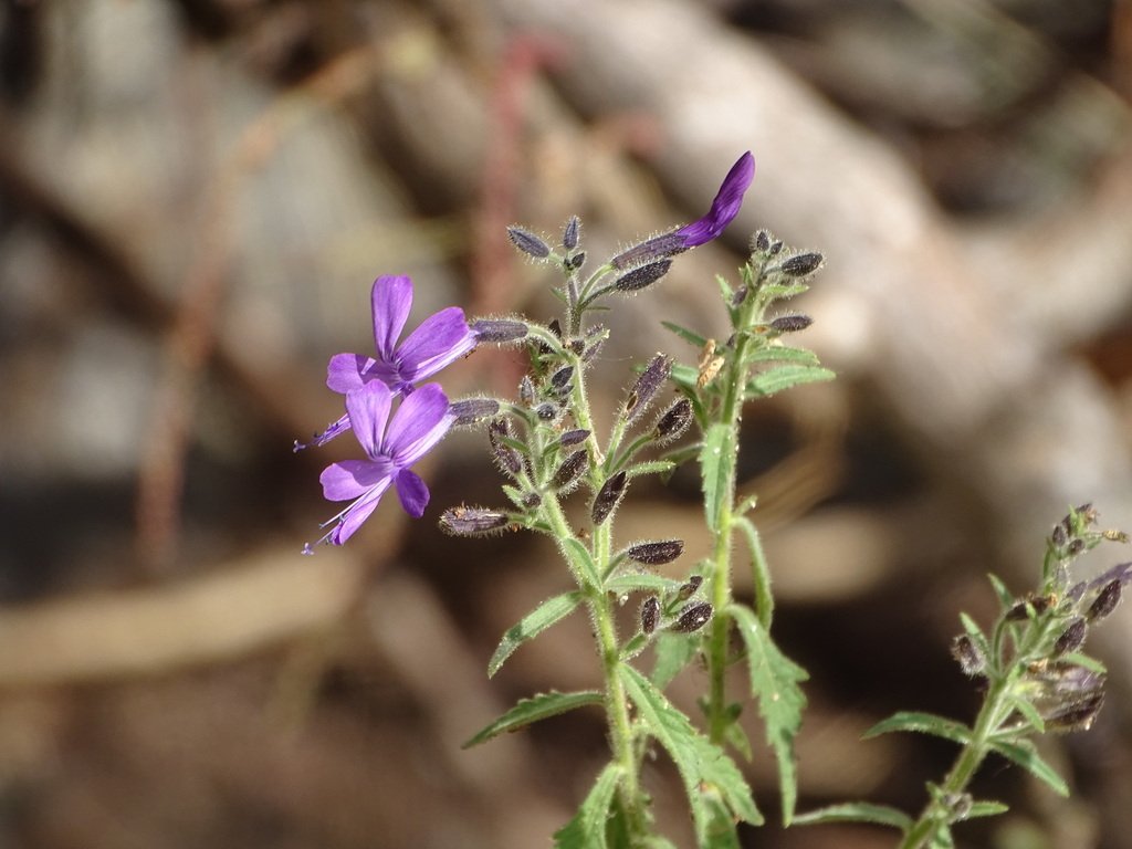 Bonplandia geminiflora photograph 5