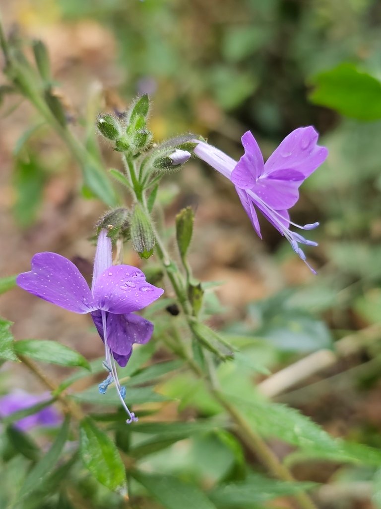 Bonplandia geminiflora photograph 2