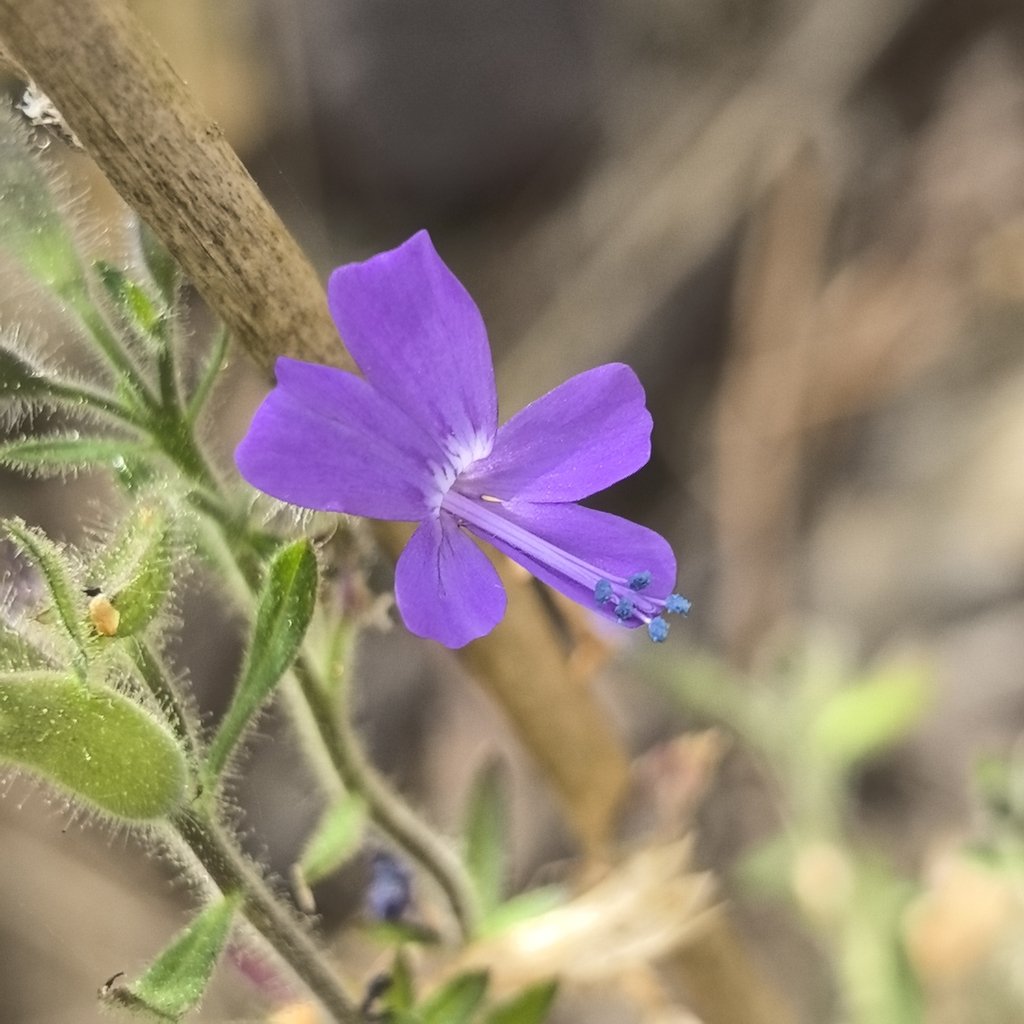 Bonplandia geminiflora photograph 6