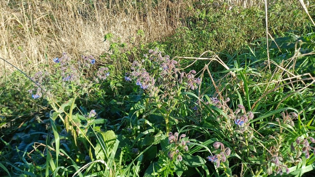 Borago officinalis photograph 4