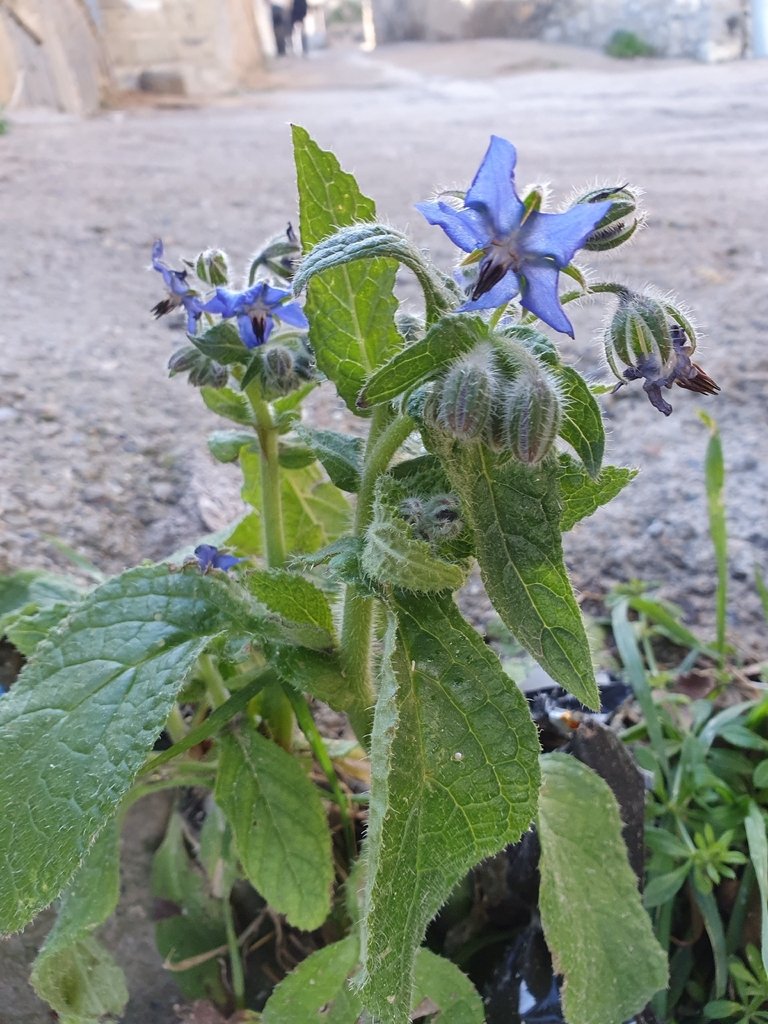 Borago officinalis photograph 2