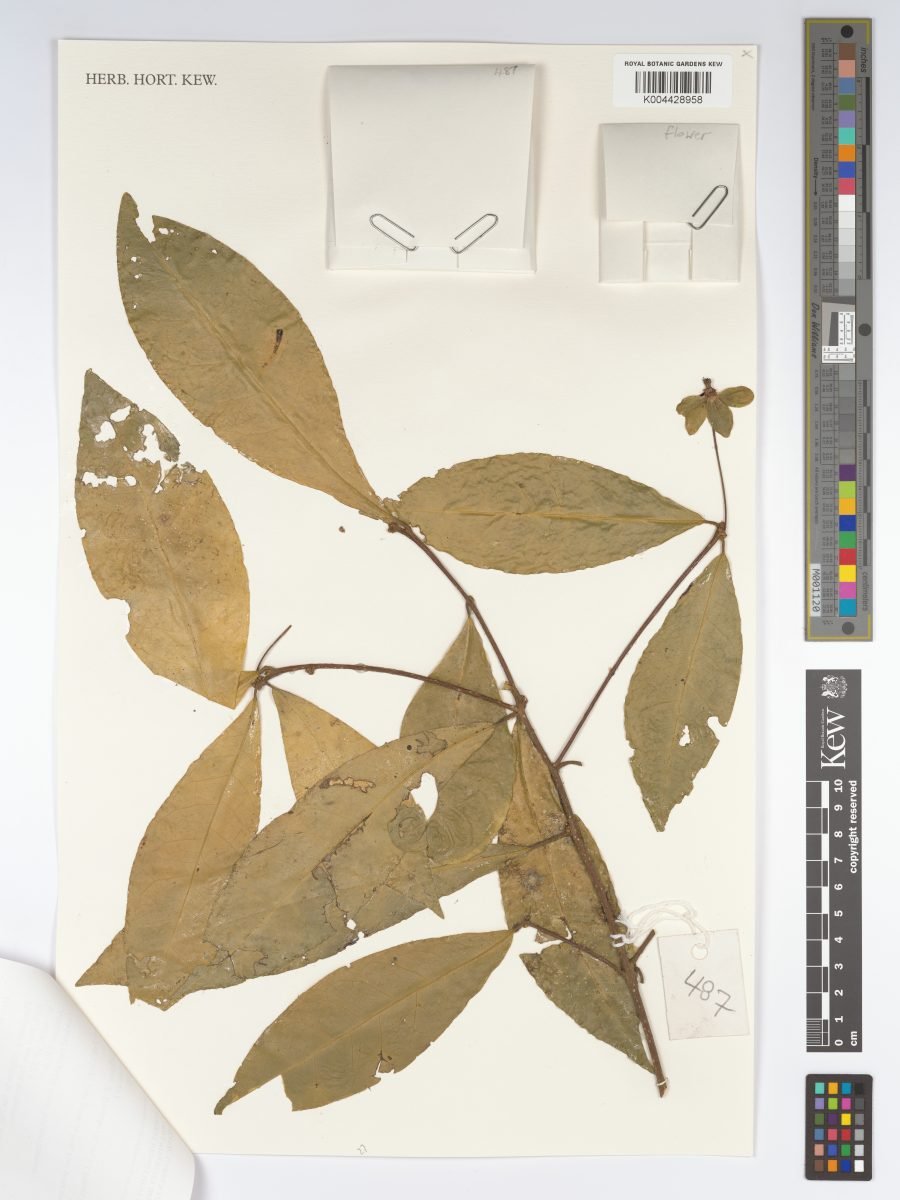 Actephila collinsiae photograph 4
