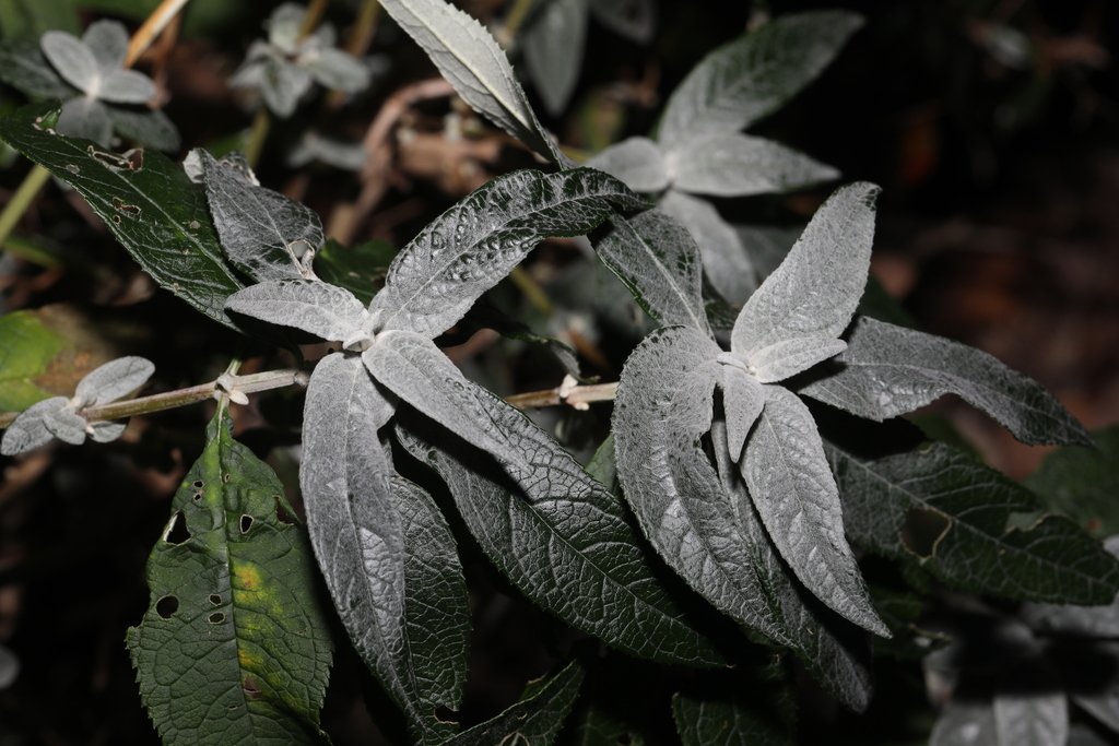 Buddleja davidii photograph 6