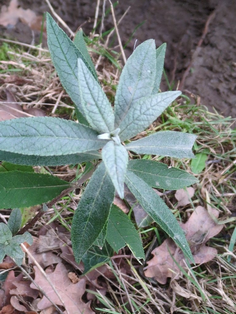 Buddleja davidii photograph 4