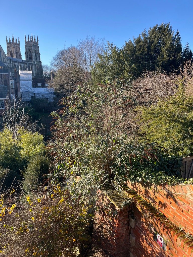 Buddleja davidii
