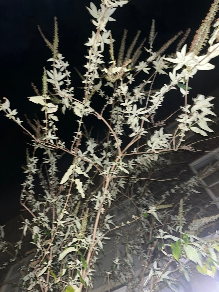 Buddleja davidii photograph 3