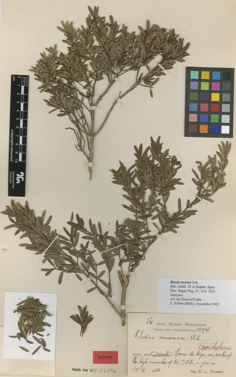 Buxus aneura