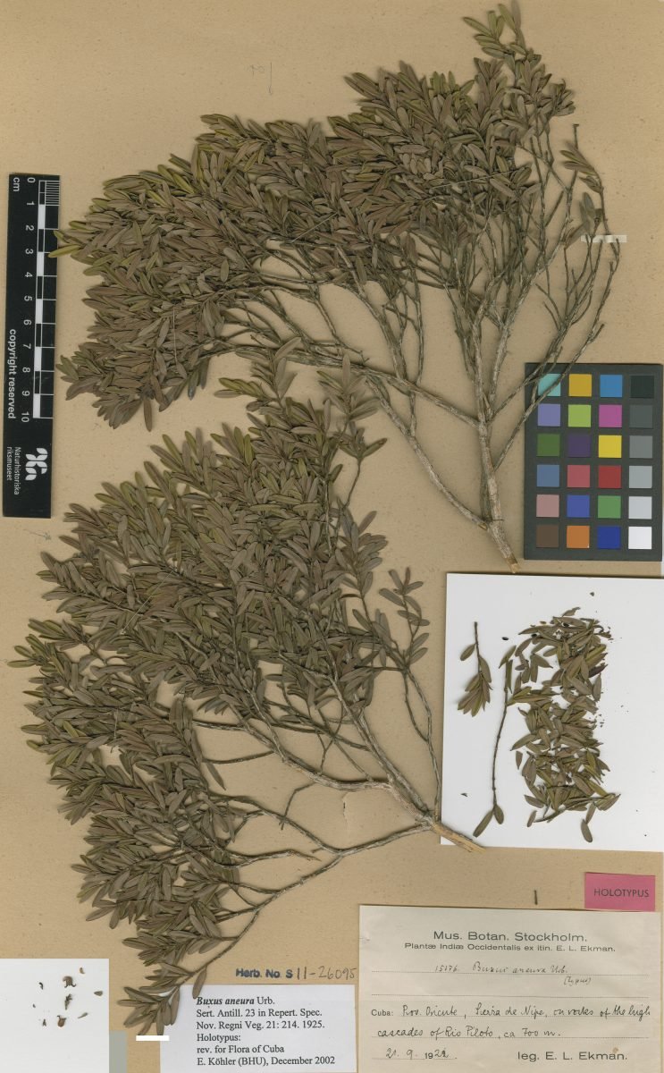 Buxus aneura photograph 2