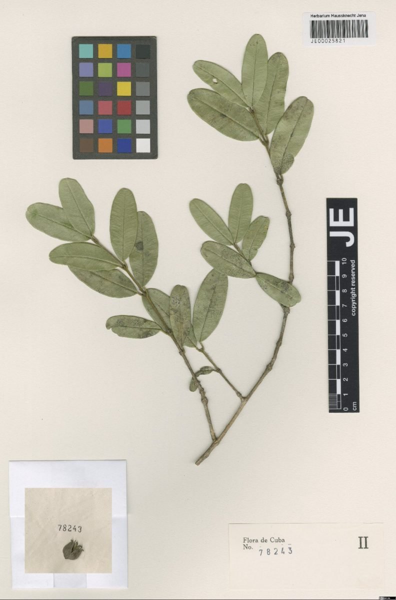 Buxus excisa photograph 3