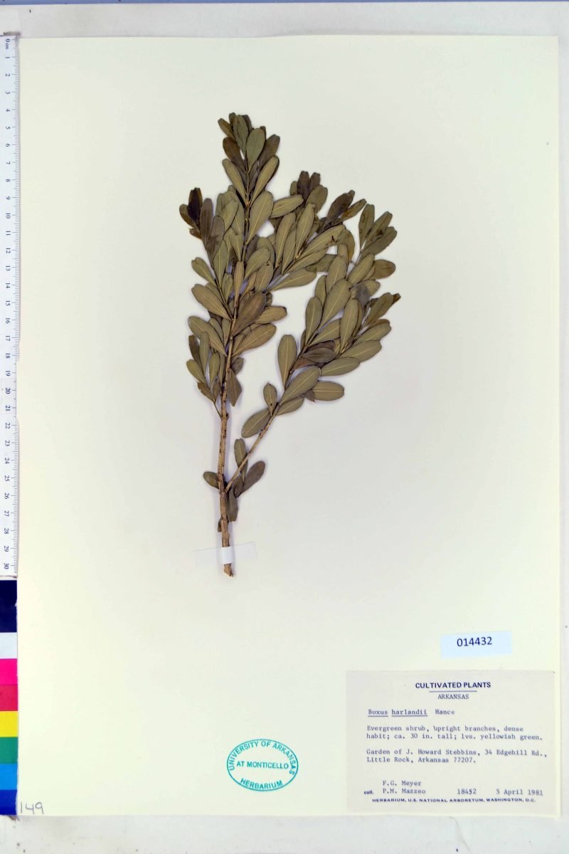 Buxus harlandii photograph 4