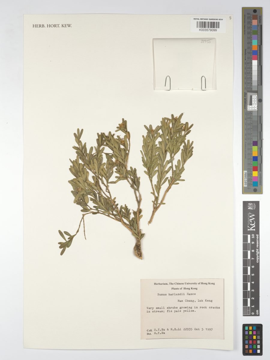 Buxus harlandii photograph 2