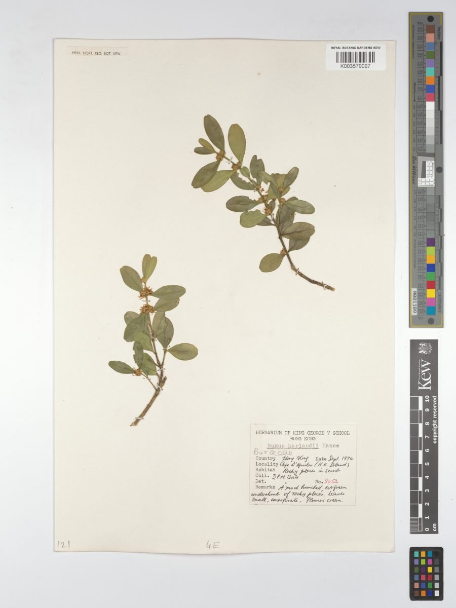 Buxus harlandii photograph 5