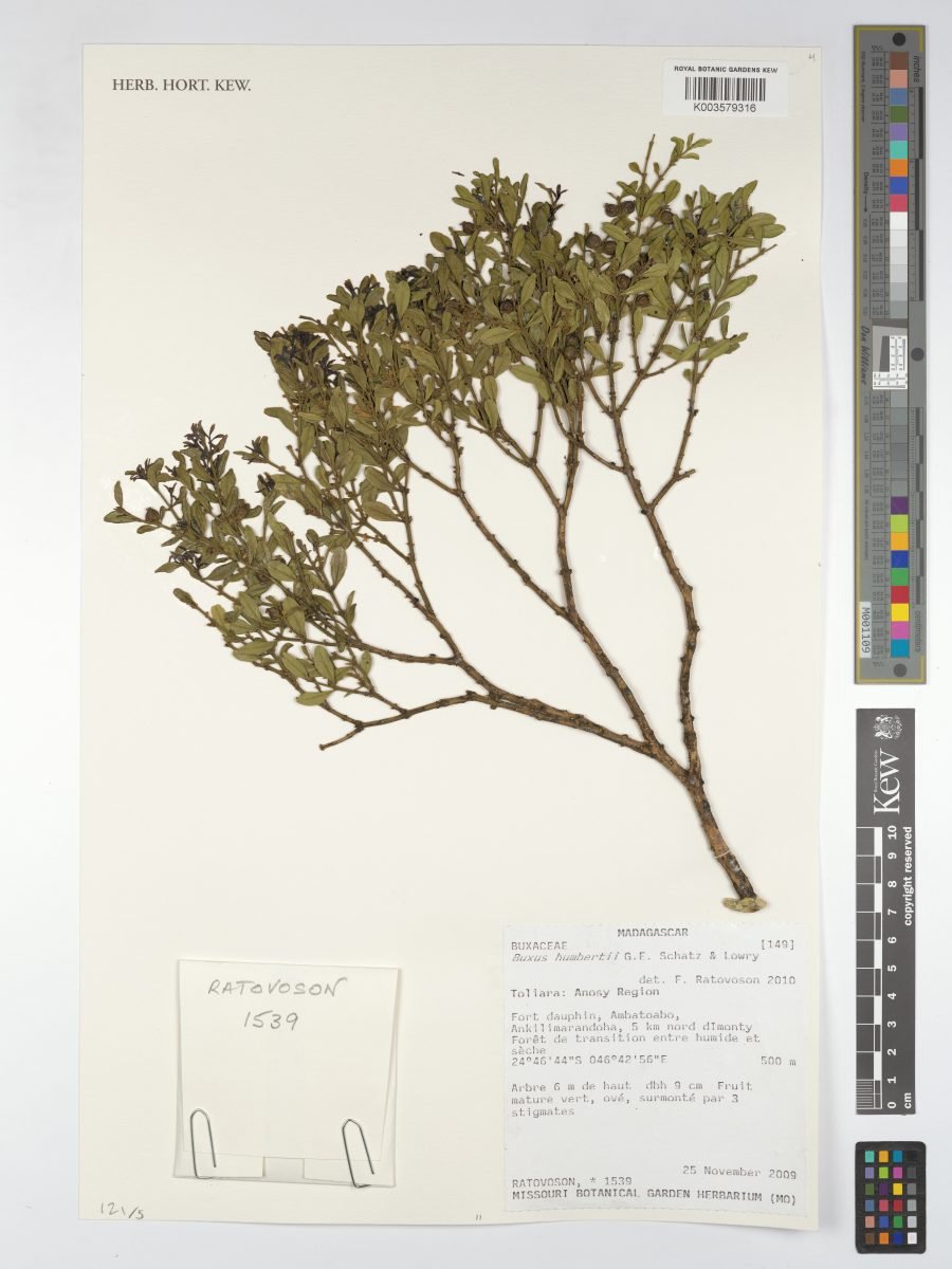 Buxus humbertii
