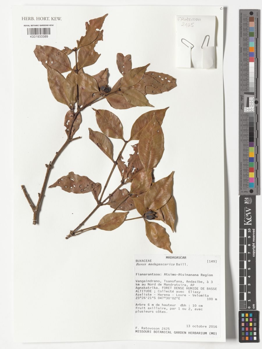Buxus madagascarica