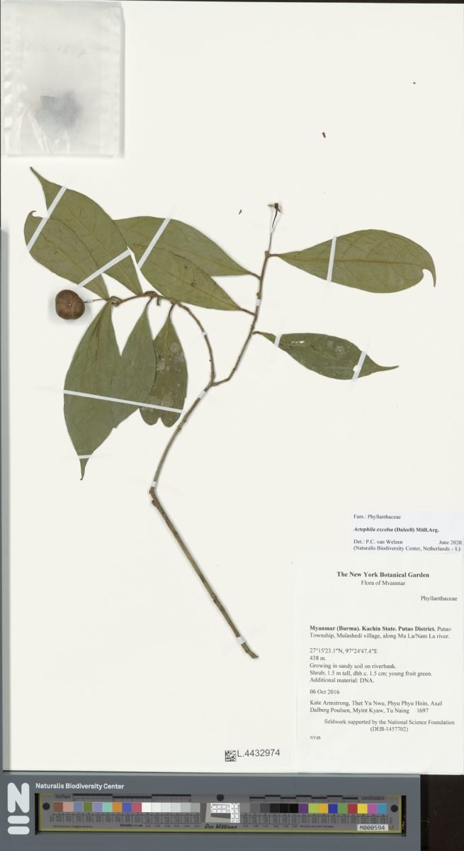 Actephila excelsa photograph 2