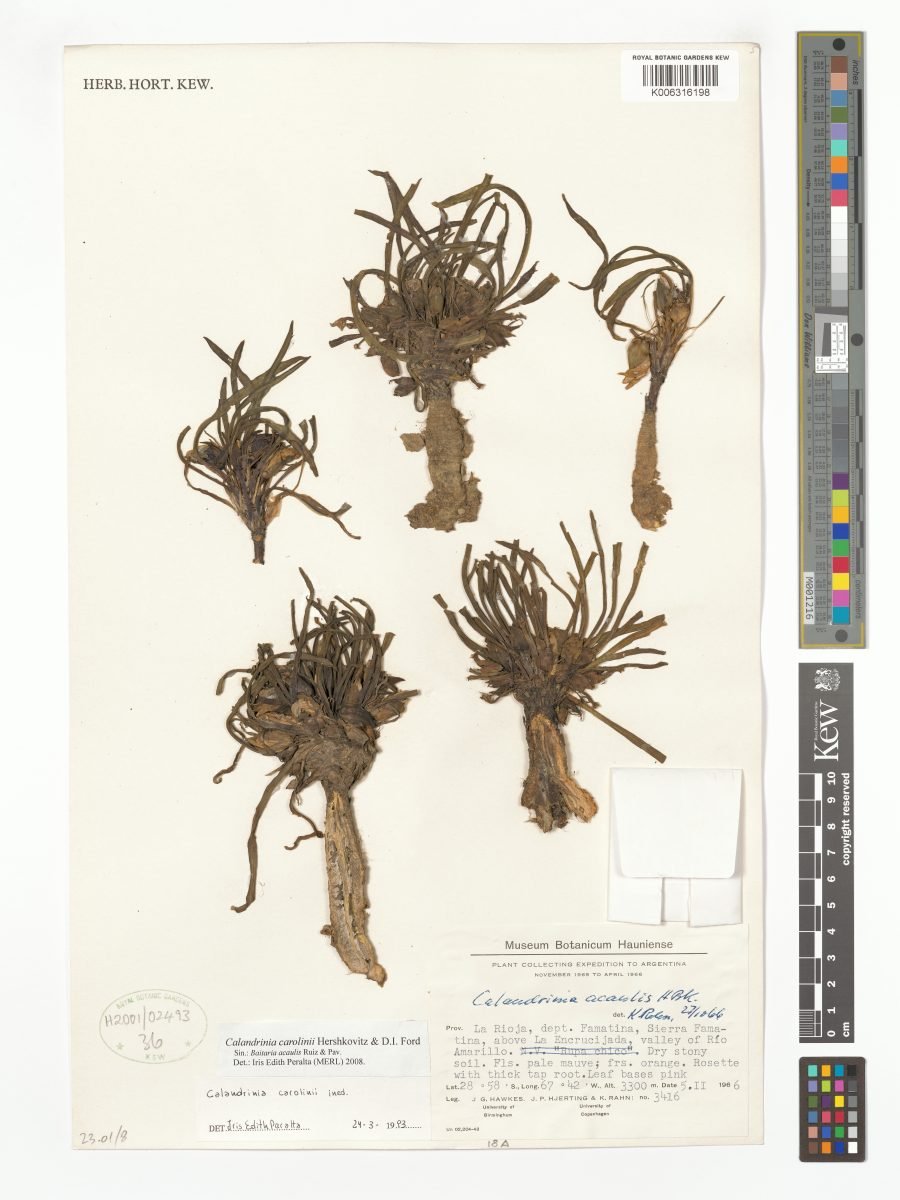 Calandrinia carolinii photograph 3