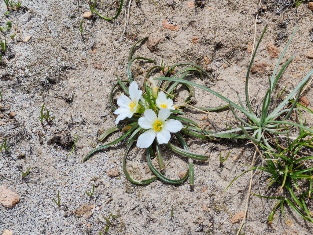 Calandrinia carolinii