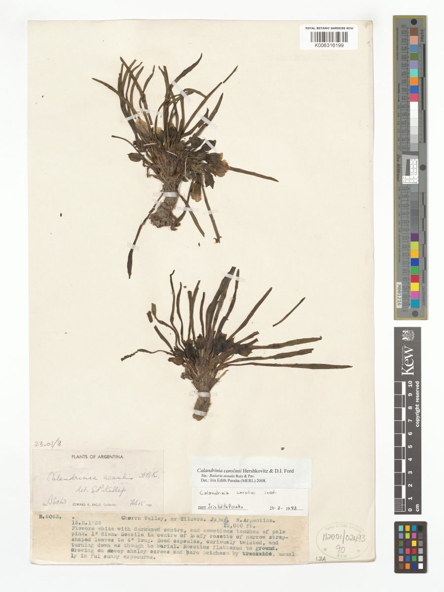 Calandrinia carolinii photograph 5
